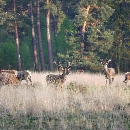 De Blauwe Reiger mooi dubbel chalet in de Veluwse bossen Putten Buitenkant foto