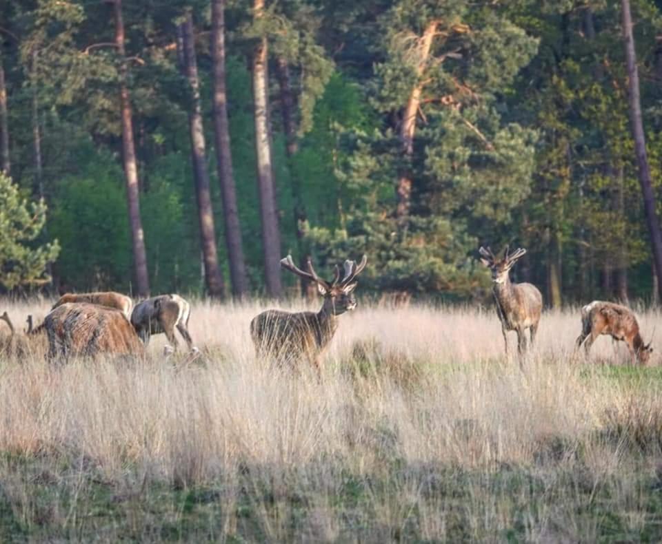 Chalet De Blauwe Reiger Mooi Dubbel In De Veluwse Bossen *